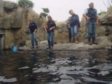 sea otter feeding & training time