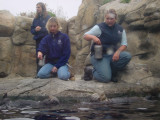 sea otter feeding & training time