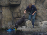 sea otter feeding & training time
