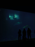 deep sea exhibit