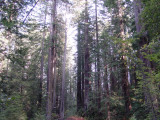 Prairie Creek Redwoods State Park