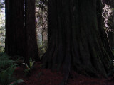 Prairie Creek Redwoods State Park