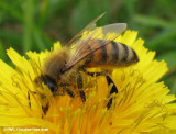 Honey bee (<em>Apis mellifera</em>)