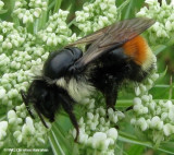 Red-banded bumblebee (<em>Bombus ternarius</em>)