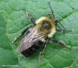 Bumblebee (<em>Bombus</em> sp.)