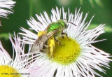 Sweat bee (<em>Agapostemon</em> sp.)