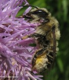 Leafcutter bee (<em>Megachile</em>)