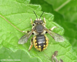 Wool carder bee (<em>Anthidium manicatum</em>)