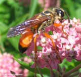 Sphecid wasp (<em>Sphex ichneumoneus</em>)