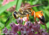 Sphecid wasp (<em>Sphex ichneumoneus</em>)