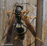 Paper wasp (<em>Polistes fuscatus</em>)