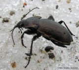 Ground beetle (<em>Carabid</em> sp.) on snow