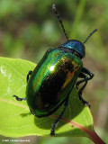 Dogbane beetle (<em>Chrysocus auratus</em>) on spreading dogbane