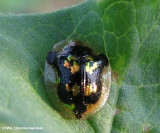 Mottled tortoise beetle (<em>Deloyala guttata</em>)