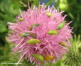 Northern corn rootworm beetles (<em>Diabrotica barberi</em>) on thistle