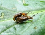 Loosestrife beetles (<em>Galerucella calmariensis</em>) mating on purple loosestrife leaf