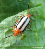 Leaf beetle (<em>Lema</em>)?, on nightshade