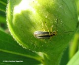 Goldenrod leaf beetle (<em>Trirhabda canadensis</em>) on a goldenrod gall