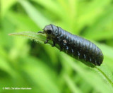 Goldenrod leaf beetle (<em>Trirhabda canadensis</em>) larva on goldenrod