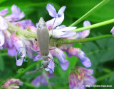 Blister beetle (<em>Epicauta fabricii</em>) on purple vetch