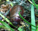 June beetle (<em>Phyllophaga</em> sp.)