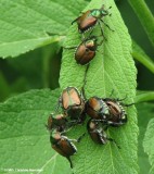 Japanese beetles (<em>Popillia japonica</em>) massing on Joe-Pye weed