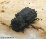 Forked fungus beetle (<em>Bolitotherus cornutus</em>) closeup