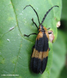 Net-winged beetle (<em>Calopteron reticulatum</em>)