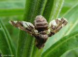 Goldenrod gall fly (<em>Eurosta solidaginis</em>)