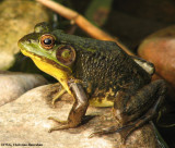Amphibians and reptiles of the FWG