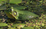 Green frog (Rana clamitans)