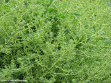 Tumbleweed (Amaranthus albus)