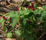 Trillium, red (Trillium erectum)
