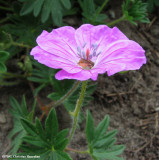 Geranium sp. with hover fly