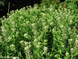 Field penny-cress  (<em>Thlaspi arvense</em>)