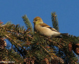 American goldfinch