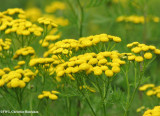 Tansy  (<em>Tanacetum vulgare</em>)