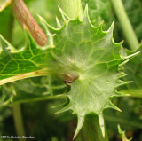 Sow-thistle, Spiny-leaved   (<em>Sonchus asper</em>) leaf