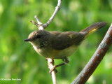 American redstart,  female