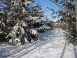 New woods in winter