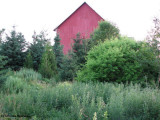 New woods in early summer, June 2007