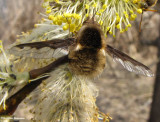 Bee fly (<em>Bombylius major</em>)