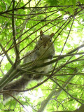 Grey squirrel