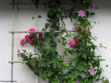 Roses and clematis