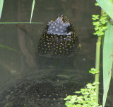 Blanding's turtle (Emydoidea blandingi)