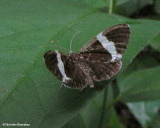 White-striped black (Trichodezia albovittata), #7430