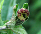 Caterpillar