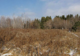 Old field in December