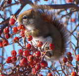 Red squirrel eating crabapples