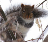 Grey squirrel